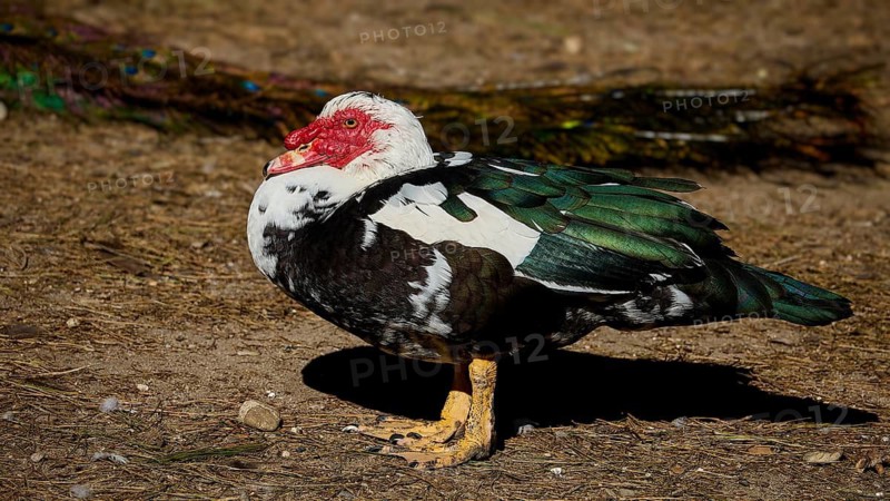 A duck with colorful feathers and red head stands on the ground in the sun, Plaka Forest Forest, Kos, Dodecanese, Greek Islands, Greece