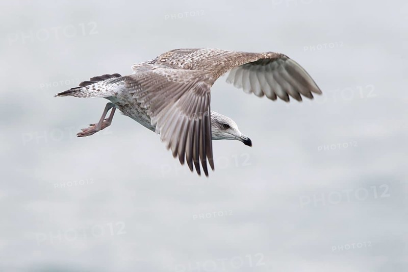 European Herring Gull (Larus argentatus) flying, North Sea, Germany