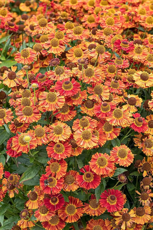 Sunflower (Helenium 'Salsa'), RHS Garden Bridgewater, Great Britain