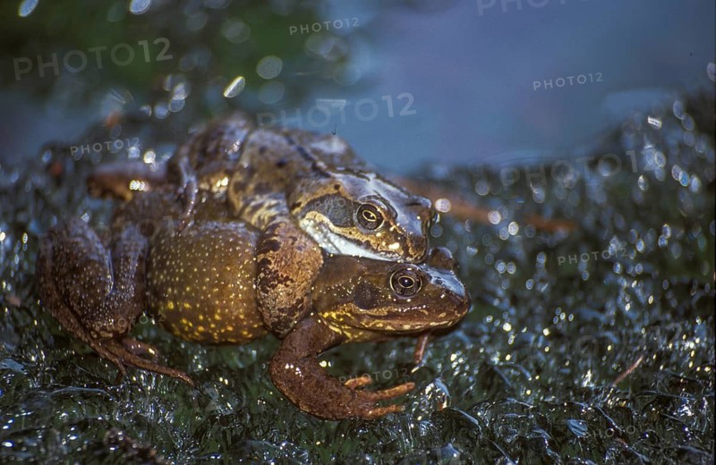 Common frog, common frog, rana temporaria, amphibians, amphibians, ice, frog, frogs, ice, amphibians, mating, mating, mating