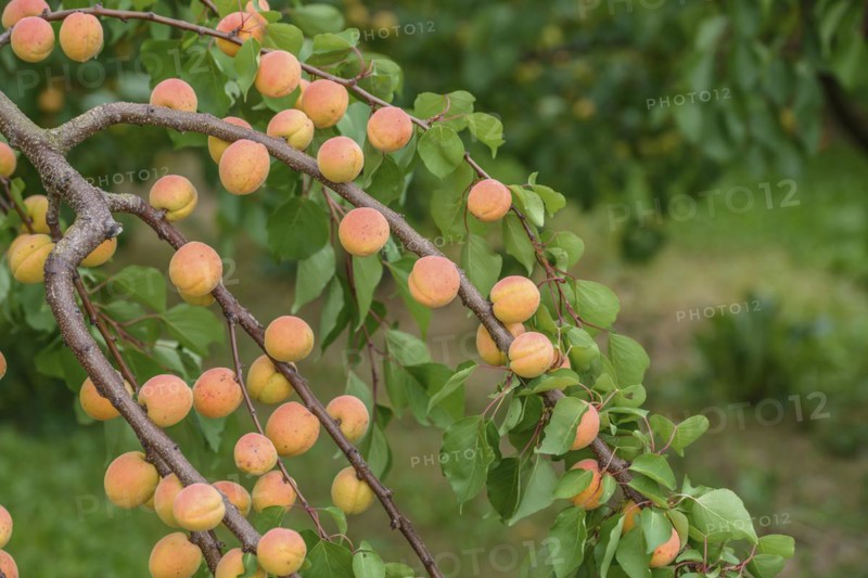 Apricot (Prunus armeniaca 'Ungarische Beste'), Ranstedter fruit farm, Ort im Innkreis, Upper Austria, Austria