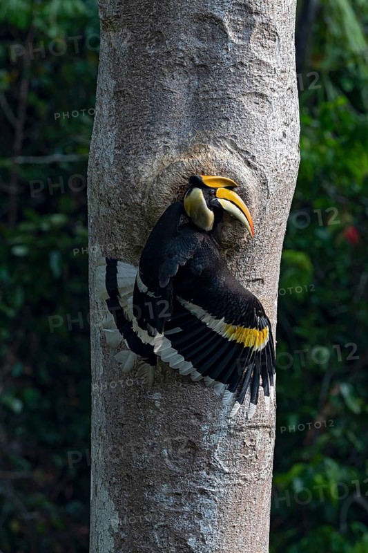 Great Hornbill (Buceros bicornis) male feeding at breeding cavity, Yunnan, China