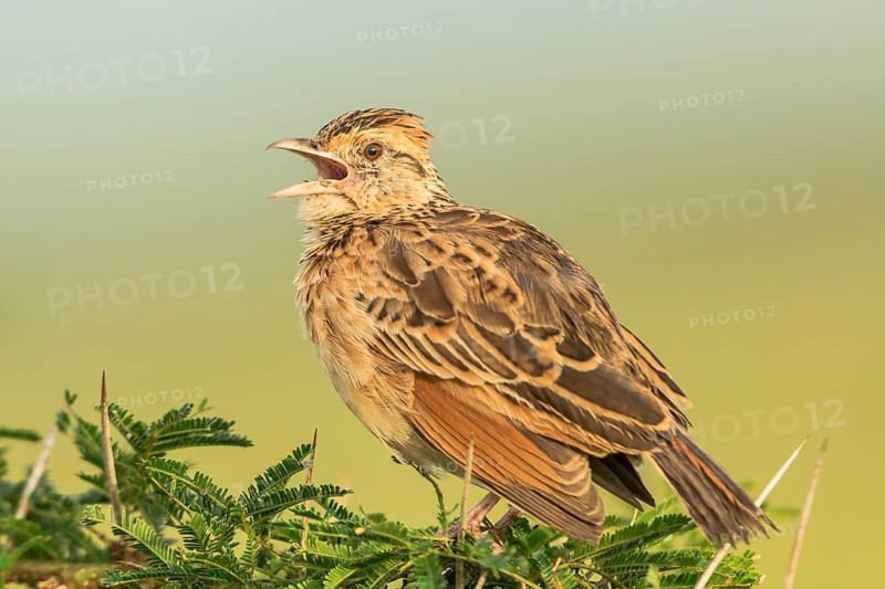 Rufous-naped Lark (Mirafra africana) singing, Queen Elizabeth National Park, Uganda