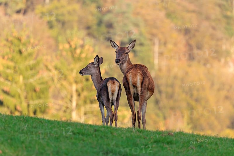 An adult red deer hind (Cervus elaphus) and a calf are standing in a meadow in the beautiful morning light. A forest with autumn leaves can be seen in the background