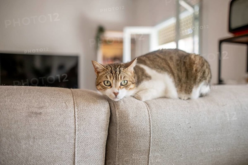 A relaxed tabby cat with striking green eyes lounges comfortably on the back of a beige sofa in a cozy living room setting, exuding warmth and tranquility