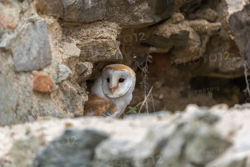 One barn owl (Tyto alba) sitting in a hole in a wall of a ruin of a monastery