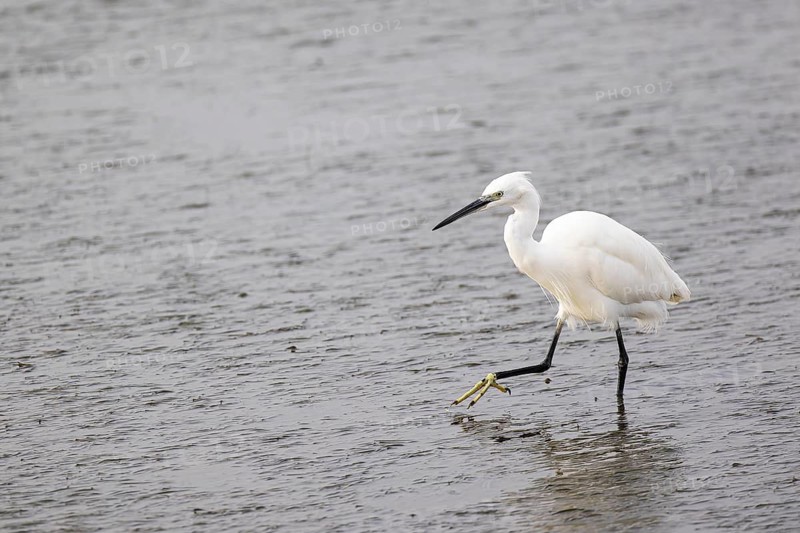 Little Egret (Egretta garzetta) stalking through mudflats, Faro, Algarve, Portugal