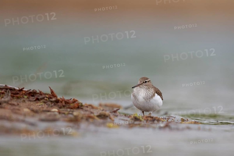 Common Sandpiper (Actitis hypoleucos) foraging, North Rhine-Westphalia, Germany
