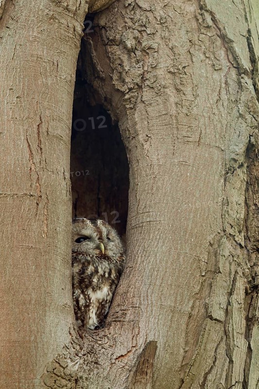 Tawny Owl (Strix aluco) juvenile peering out from hole in tree, North Rhine-Westphalia, Germany