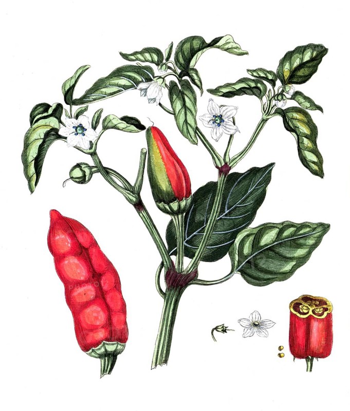 Capsicum annuum, Capsicum annuum, digital reproduction of a historical original, between 1790 and 1810