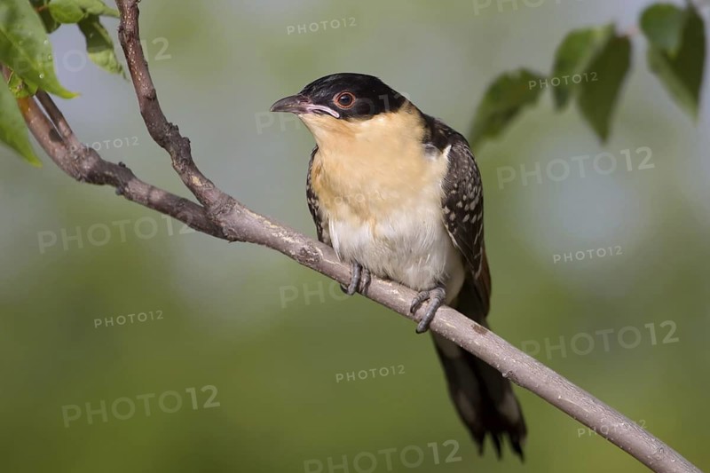 Great Spotted Cuckoo (Clamator glandarius) juvenile, Castile-La Mancha, Spain