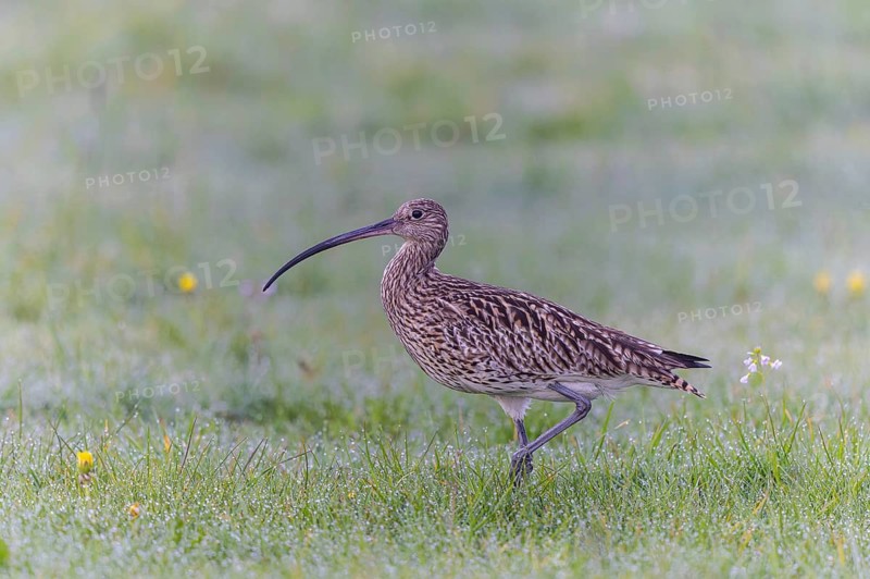 Eurasian Curlew (Numenius arquata) female foraging, North Rhine-Westpalia, Germany