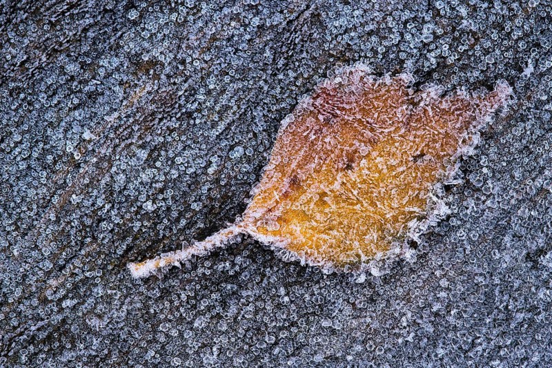 Birch leaf in hoarfrost, Goldenstedt, Lower Saxony, Germany
