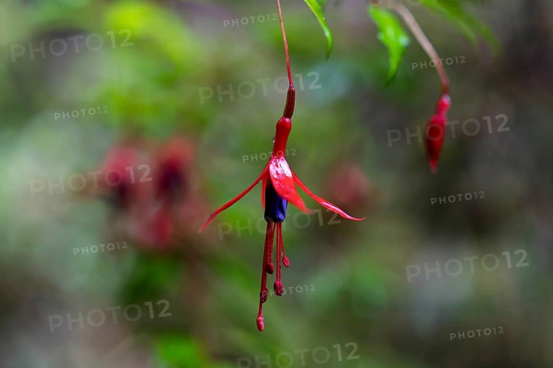 Scarlet Fuchsia (Fuchsia magellanica), single flower with red sepals and purple corolla hanging from branch, close-up, Lanín National Park, Neuquén Province, Argentina