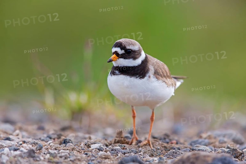 Ringed Plover, (Charadrius hiaticula), Animals, Birds, Plover family, Ringed Plover family, Norðurþing, Húsavík, Iceland