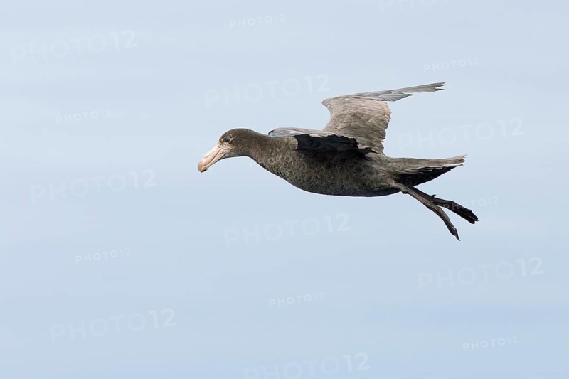 Northern Giant Petrel (Macronectes halli) flying, Victoria, Australia