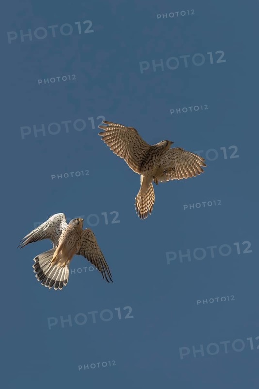 Falco tinnunculus, Common Kestrel, kestrel, birds, falconiformes, falcons, flying, flight, birds of prey, high size, portrait format, couple, raptors, birds