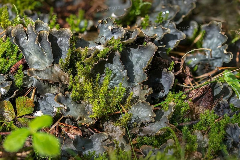 Dog tooth lichen, lichen, smooth leaf lichen, peltigera hymenina, peltigera lactucifolia sensu, pleurozium Schreberi, rhytidiadelphus squarrosus, lettuce tortoise, lichen