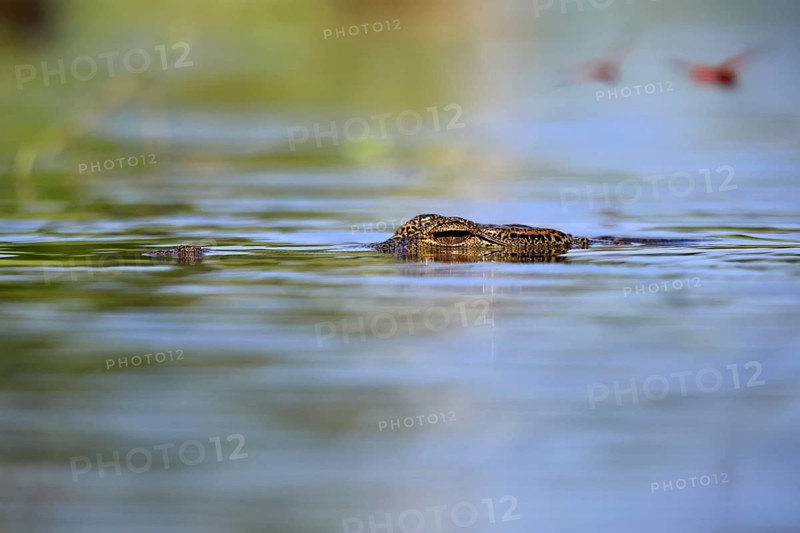 Nile crocodile (Crocodylus niloticus), adult, in the water, swimming, portrait, iSimangaliso Wetland Park, KwaZulu-Natal, South Africa