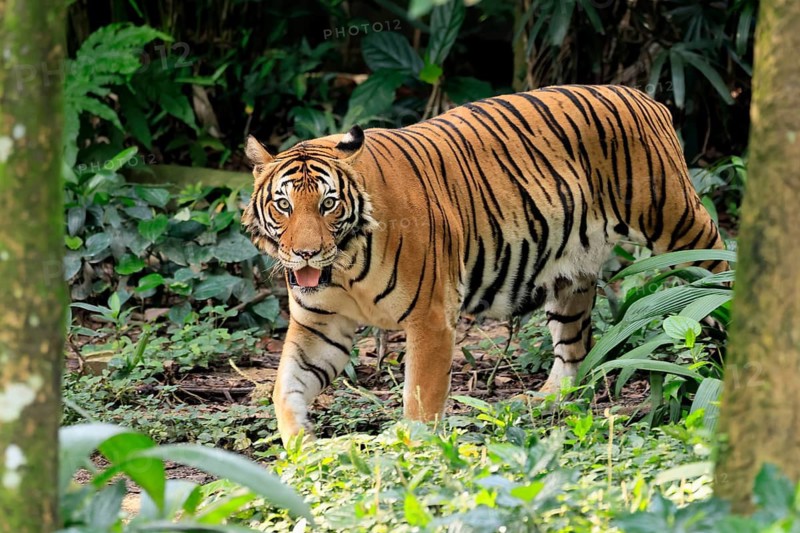Malaysia tiger (Panthera tigris jacksoni), adult, running, stalking, vigilant, Malaysia, Southeast Asia