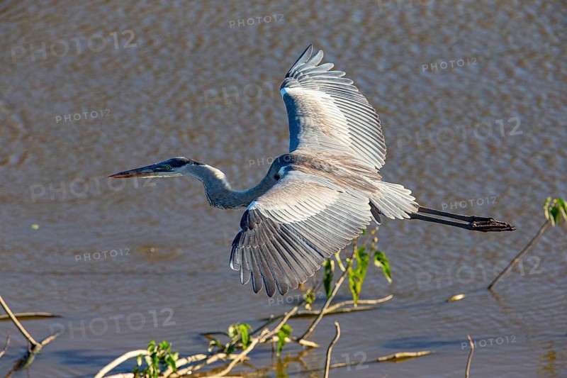 Cocoi Heron (Ardea cocoi) Pantanal Brazil