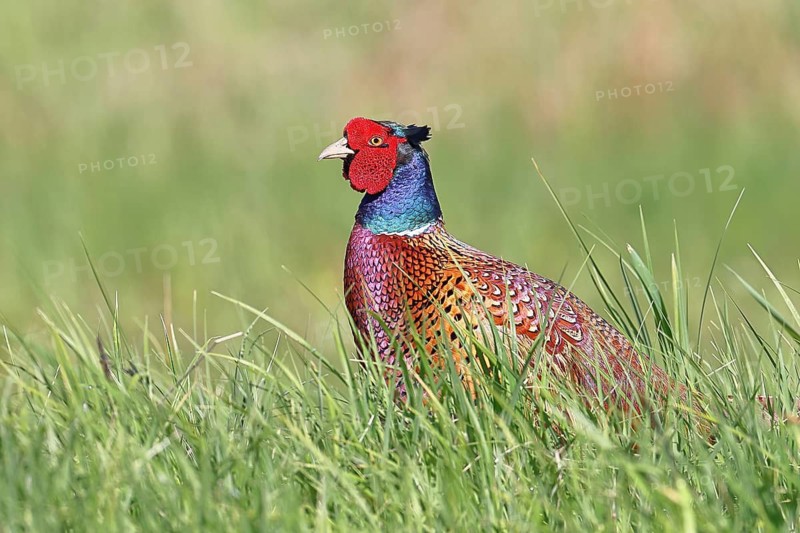 Pheasant, hunting pheasant (Phasianus colchicus), adult male bird in a meadow, animal portrait, wildlife, Lembruch, Ochsen Moor, Dümmer nature park Park, Lower Saxony, Germany