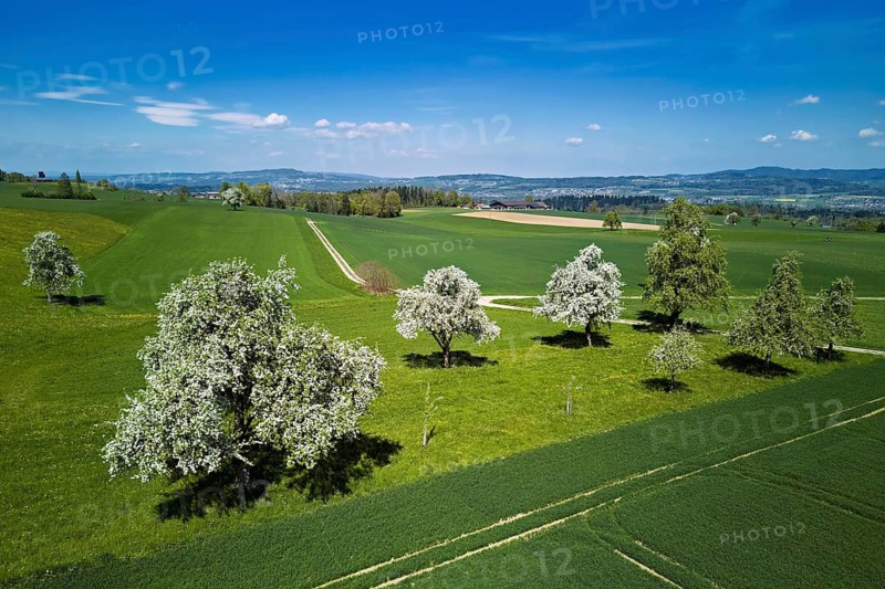 Blooming fruit trees, Geltwil, Freiamt, Canton of Aargau Switzerland