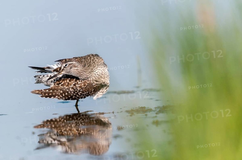 Bruchwasserlaeufer, tringa glareola, wood sandpiper, birds, charadriiformes, plumage, limikolen, mirror, preening, snipe birds, scolopacidae, mirror image, birds, waders, waders