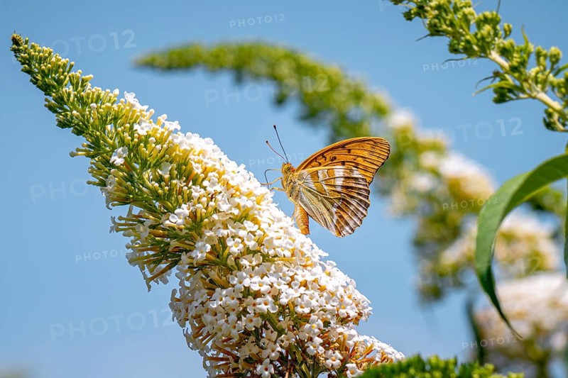 An emperor moth (Argynnis paphia) is perched on a butterfly bush (Buddleja), Ternitz, Lower Austria, Austria