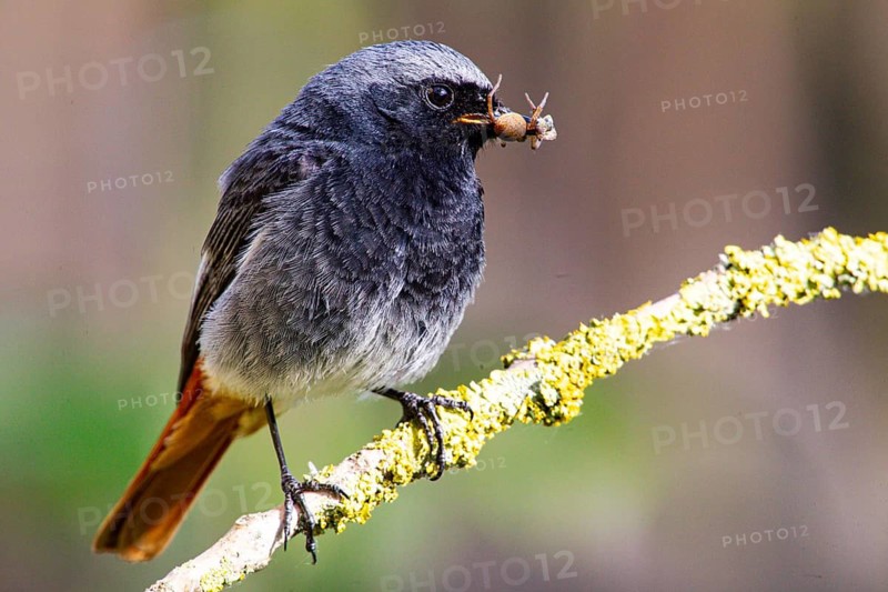 Black redstart (Phoenicurus ochruros) Germany