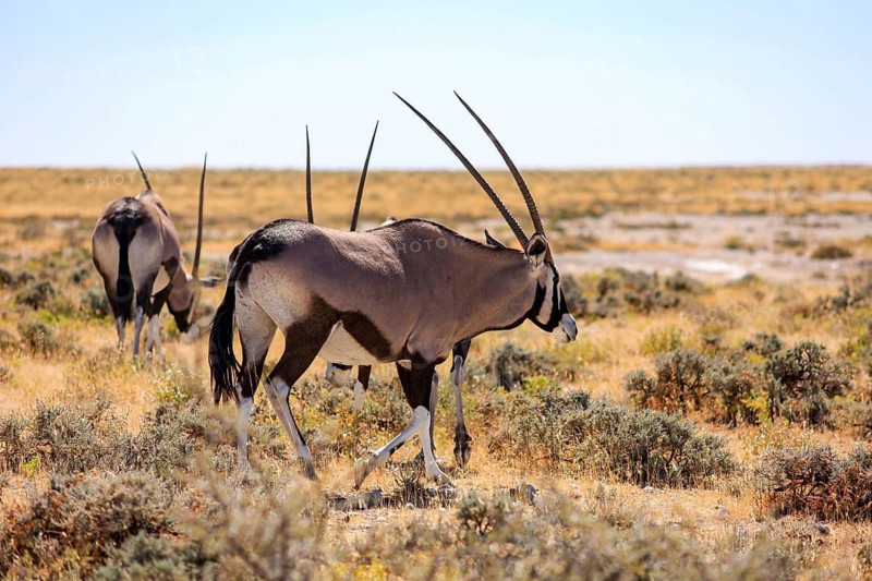 Three oryx antelopes walking through a dry steppe landscape, gemsbok at a waterhole in Etosha Park in Namibia (Oryx gazella)