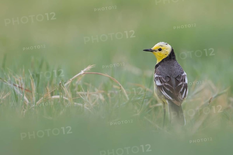 Citrine Wagtail - Zitronenstelze - Motacilla citreola ssp. citreola, Kazakhstan