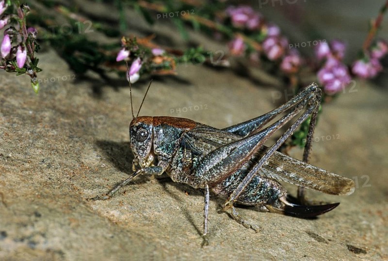 Grasshoppers, Grey Bush Cricket, Platycleis Albopunctata, Western Bite Deterrent, Grasshoppers, Locusts, Insects