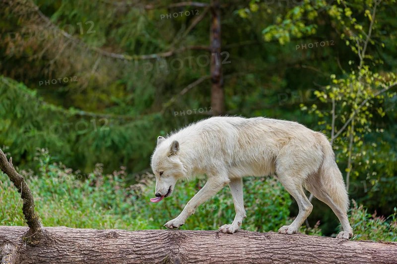 An Arctic wolf (Canis lupus arctos) stands on a fallen tree trunk