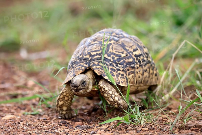 Panther tortoise (Testudo pardalis), adult, running, foraging, Pilanesberg National Park, North West Province, South Africa