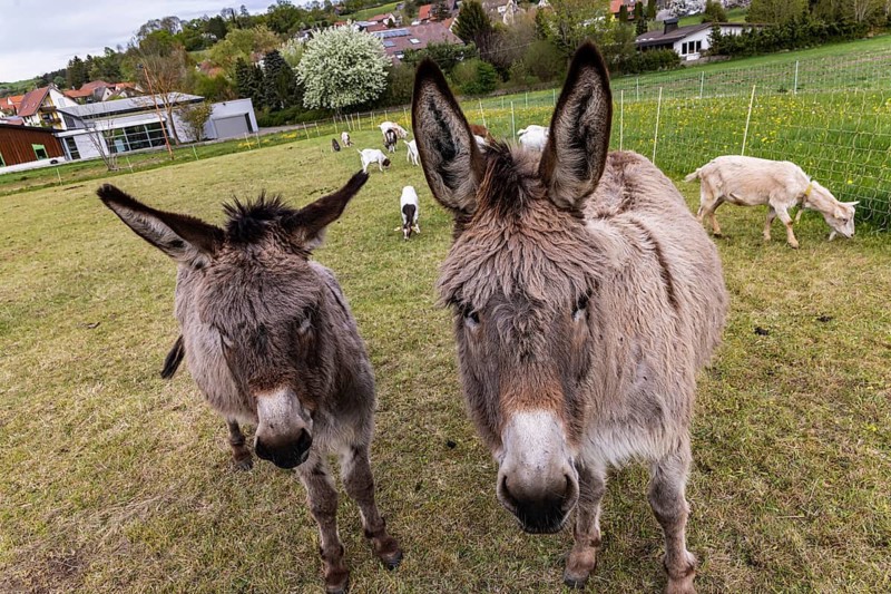 Donkeys and goats graze in the Swabian Jura. St. Johann, Baden-Württemberg, Germany