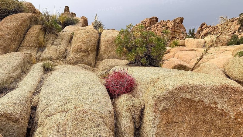 Vibrant red barrel cactus thriving among large granite boulders and desert plants under a cloudy sky, showcasing the unique ecology of hidden valley in joshua tree national park, california