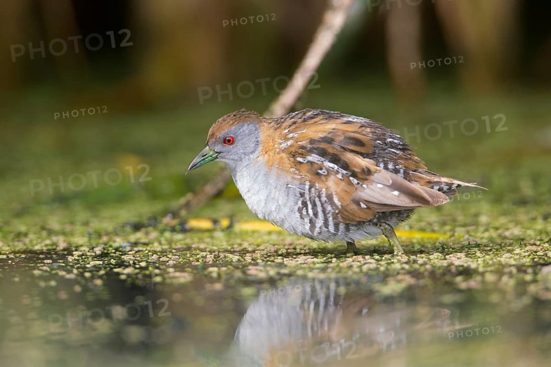 Baillon's Crake (Porzana pusilla palustris) foraging, Victoria, Australia