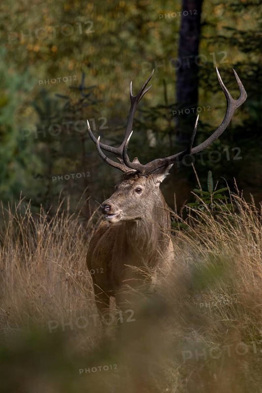 The rut is over and the red deer (Cervus elaphus) is busy foraging, Krondyr, end of rut, October, Denmark