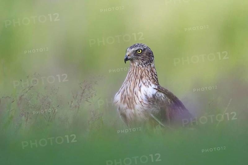 Western Marsh Harrier (Circus aeruginosus) male on grassland, Poland