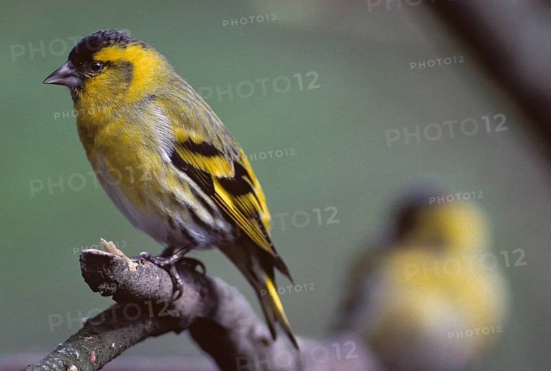 Carduelis spinus, siskin, spinus spinus, siskin, birds, male, passeri, songbirds, birds
