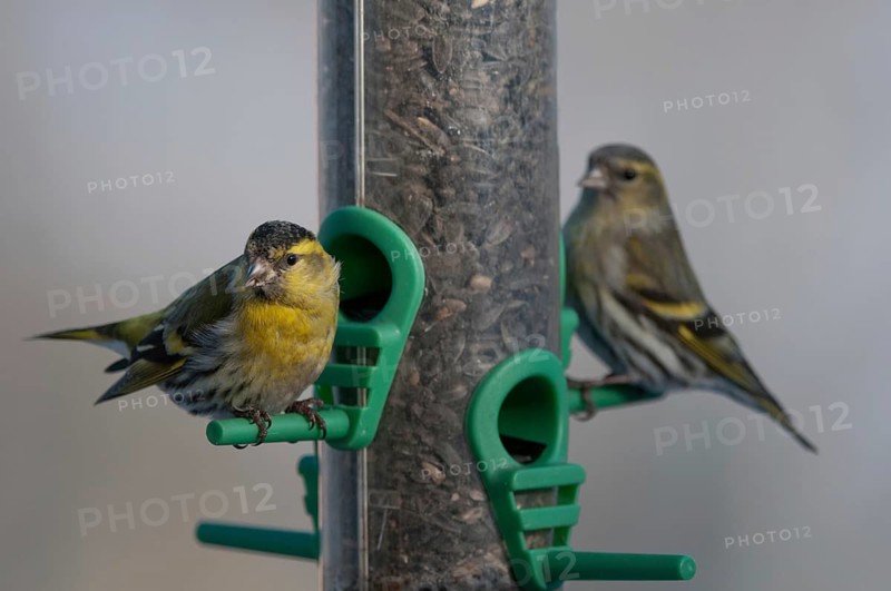 Carduelis spinus, siskin, spinus spinus, siskin, birds, feeding, passeri, songbirds, songbirds, birds, winter feeding