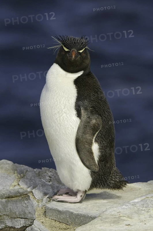 Southern Rockhopper Penguin (Eudyptes chrysocome), Falkland Islands