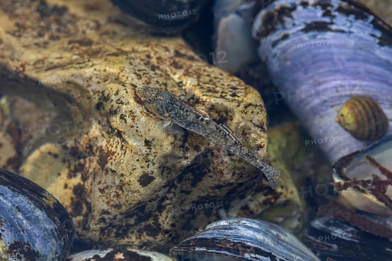 The male sand goby (Pomatoschistus minutus) is perfectly camouflaged in its habitat, mussel bank, edible, camouflage, beach, Baltic Sea, June, Denmark