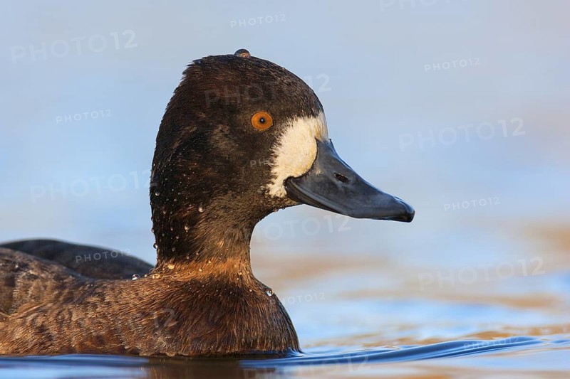 Lesser Scaup (Aythya affinis) female, British Columbia, Canada