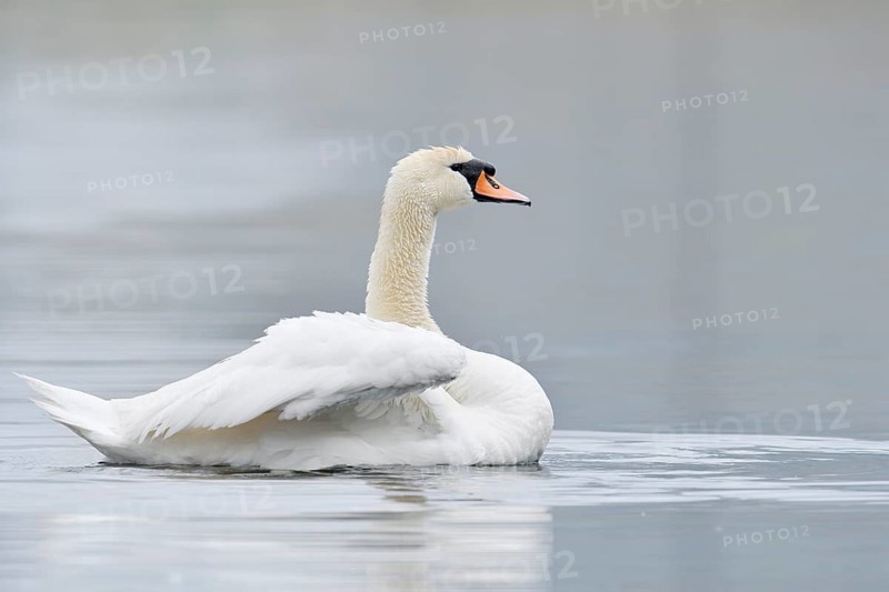 Mute Swan (Cygnus olor), North Rhine-Westphalia, Germany