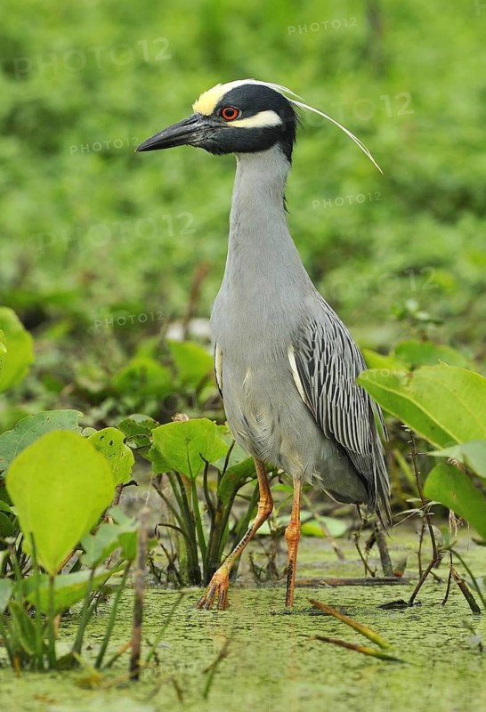 Yellow-crowned Night Heron (Nyctanassa violacea), Texas, USA