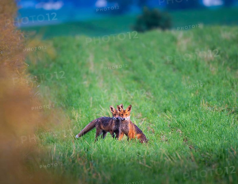 Red fox (Vulpes vulpes), siblings, Zurich, Switzerland