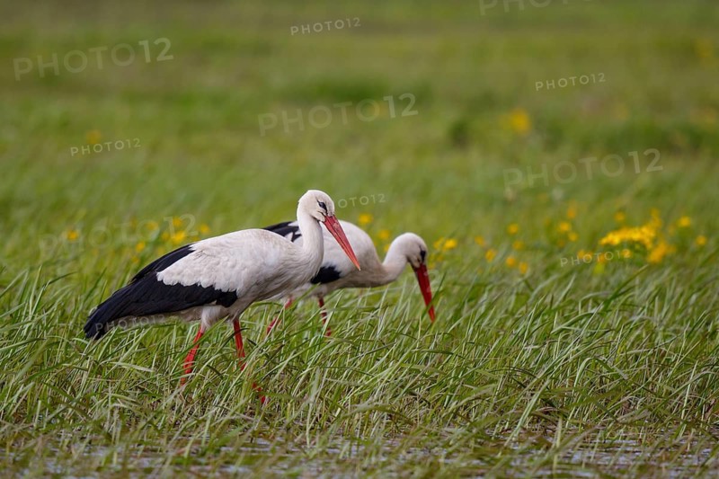 White Stork (Ciconia ciconia) foraging, Poland
