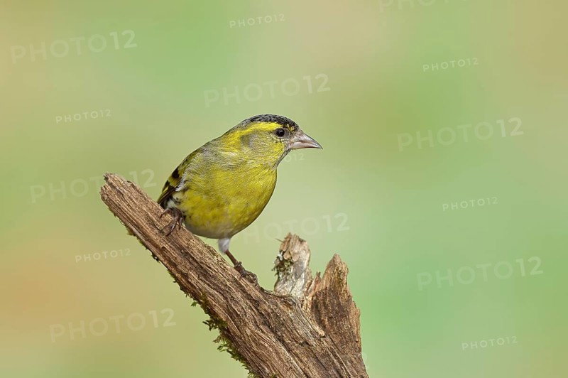 Eurasian siskin (Carduelis spinus), male sitting on a branch overgrown with moss, Wilnsdorf, North Rhine-Westphalia, Germany